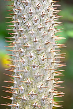 Madagaskar cactus