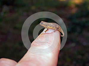 Madagaskar-dwergkameleon, Mount d'Ambre leaf chameleon, Brookesia tuberculata