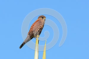 Madagaskartorenvalk, Madagascar Kestrel, Falco newtoni photo