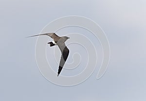 Madagaskarvorkstaartplevier, Madagascar Pratincole, Glareola ocularis