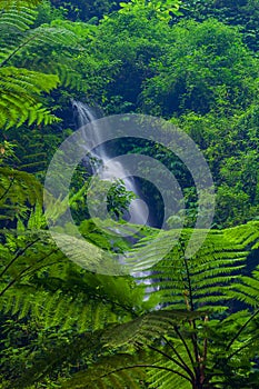 Madakaripura Waterfall, East Java, Indonesia