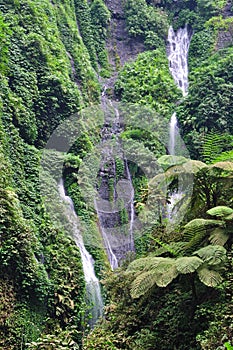 Madakaripura waterfall and ferns at Bromo