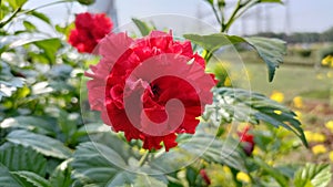 Madar flower natural walpaper image photo
