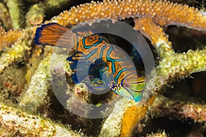 Madarin Fish, Madarin Dragonet