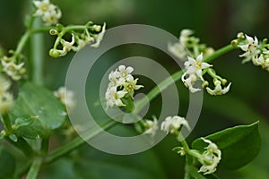 Madder Rubia argyi flowers photo