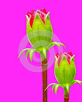 Made design two red hibiscus bud flowers on pink background