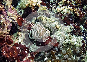 A Made-up Phyllodesmium Phyllodesmium serratum