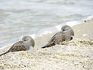 Florida, Madeira beach, two small birds rest nestled and close on the beach