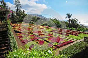 Madeira Botanical Garden Jardim BotÃÂ¢nico da Madeira photo