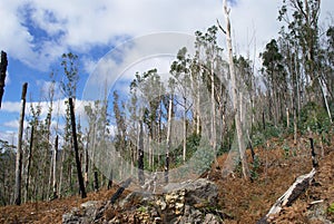 Madeira after the bush fire