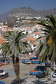 Madeira - Camara de Lobos photo