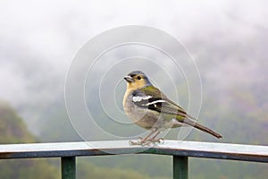 Madeira chaffinch bird, fingilla coelebs madeirensis