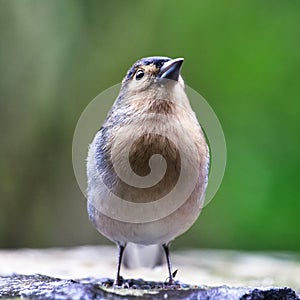 Madeira Chaffinch bird, wildlife - Madeira island, Portugal