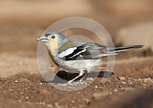 Madeira Chaffinch, Madeira vink, Fringilla coelebs maderensis