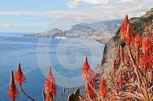 Madeira coast, Funchal photo