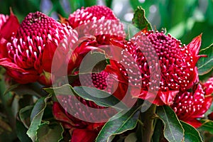 Madeira Flowers, Gembrook Telopea (Waratah Speciosissima)