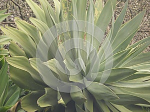 Green Big Flower, Santo AntÃ³nio da Serra, Madeira Island photo