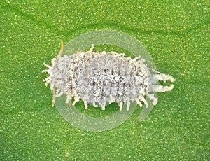 Madeira mealybug, Phenacoccus madeirensis