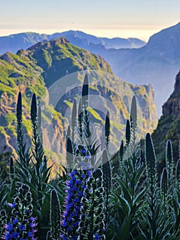 Madeira mountain flowers in a valley photo