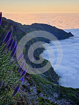 Madeira mountain sunset with typical flowers photo