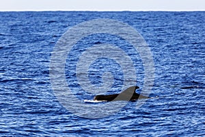 Madeira Pilot whale