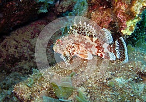 Madeira rockfish