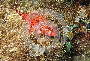 Madeira rockfish photo