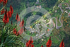 Madeira's flowers with road at bottom of clif