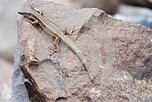 Madeira Wall Lizard Teira dugesii