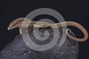 Madeira wall lizard / Teira dugesii