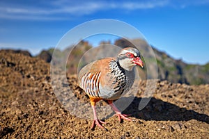 Madeira wildlife. Close up Red-legged partridge, Alectoris rufa against steep mountains and blue sky
