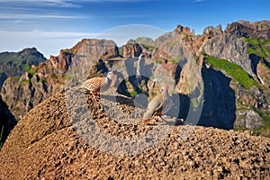 Madeira wildlife. Two Red-legged partridges, Alectoris rufa. Close up, wild birds standing on the orange boulder rock .
