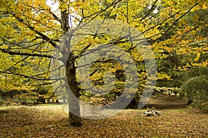 Madeira Yellow Autumn Tree nature paths