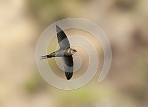 Madeiragierzwaluw, Plain Swift, Apus unicolor photo