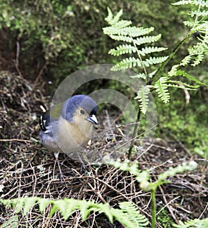 Madeiran chaffinch bird on madeira photo