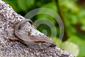 Madeiran lizard on stone in mountains. photo