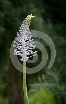 Madeiran Squill bud photo