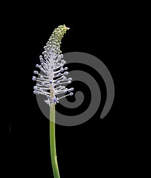 Madeiran Squill bud photo