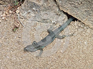 Madeiran wall lizard coming out of a hole photo