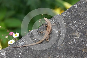 Madeiran Wall Lizard photo