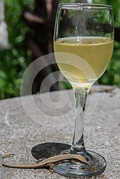 Madeiran wall lizard Lacerta dugesii on glass, which is full with sweet alcocholic drink photo