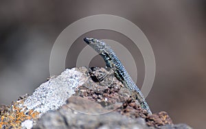 The Madeiran wall lizard. photo