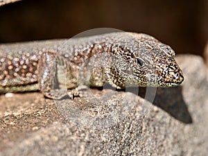 The Madeiran wall lizard photo