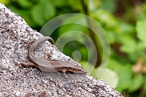 Madeiran wall lizard on rock in mountain photo