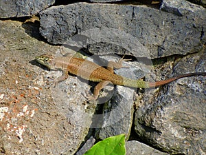 Madeiran Wall Lizard basking on wall