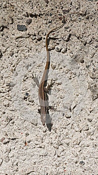 Madeiran wall lizard - Teira dugesii