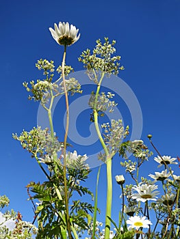 Madeliefjes op Texel; English Daisy on Texel, Netherlands