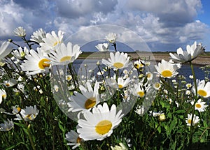 Madeliefjes op Texel; English Daisy on Texel, Netherlands