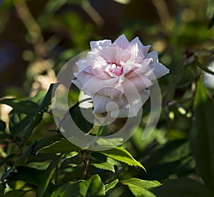 A Mademoiselle Cecile Brunner pale pink polyantha Sweetheart Rose.