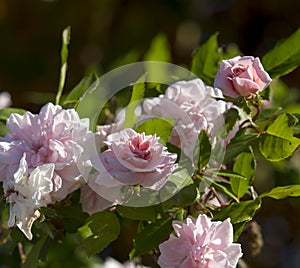 Mademoiselle Cecile Brunner pale pink polyantha Sweetheart Rose.